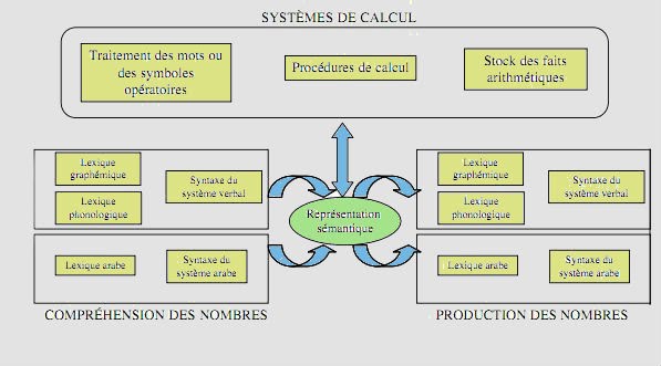 Schéma du modèle modulaire de McCloskey